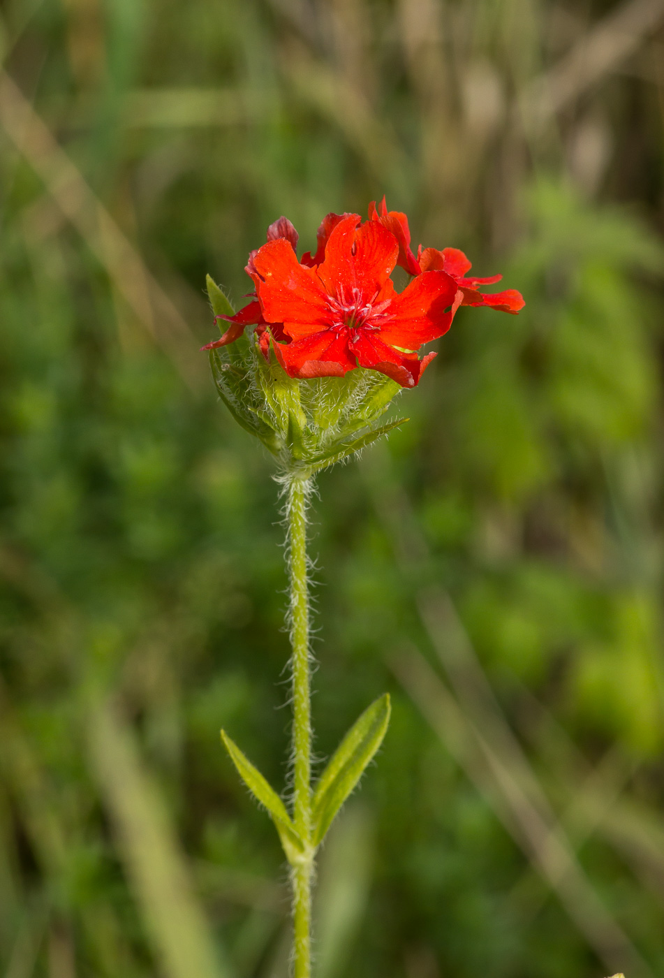 Изображение особи Lychnis chalcedonica.