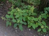 Salvia glutinosa