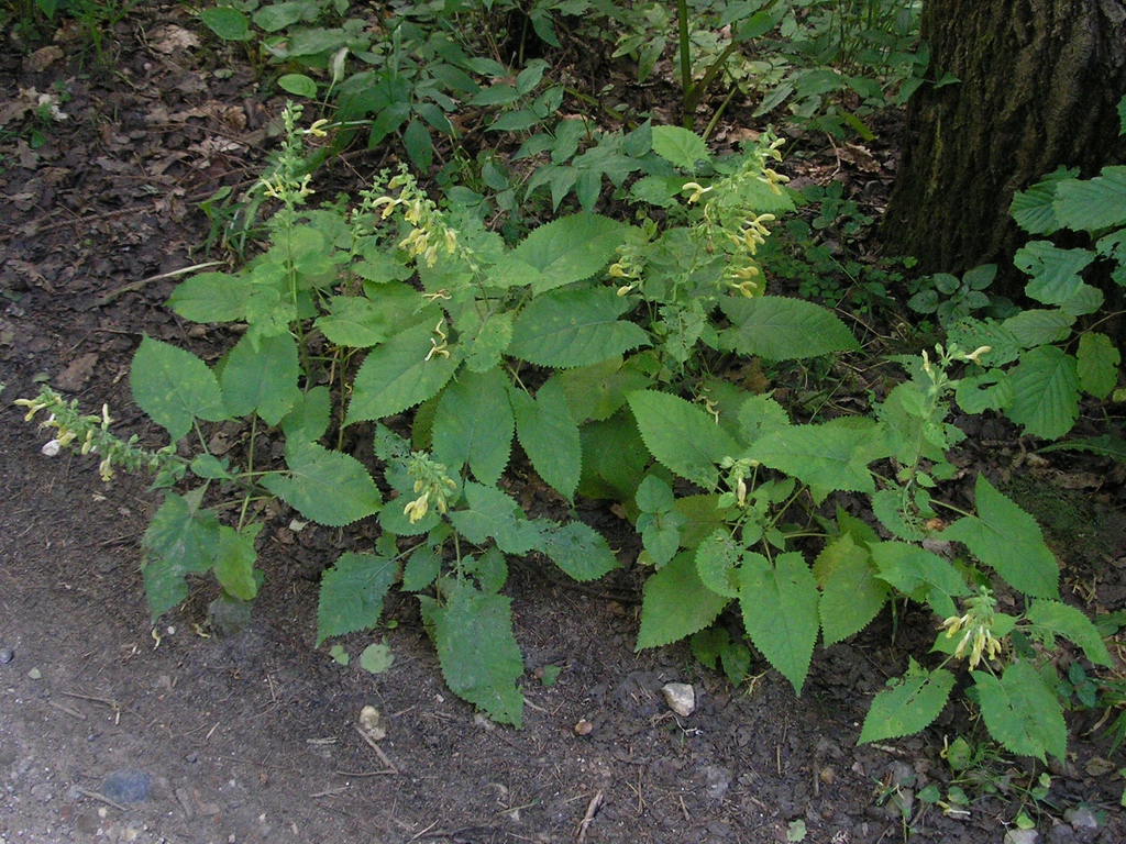 Image of Salvia glutinosa specimen.