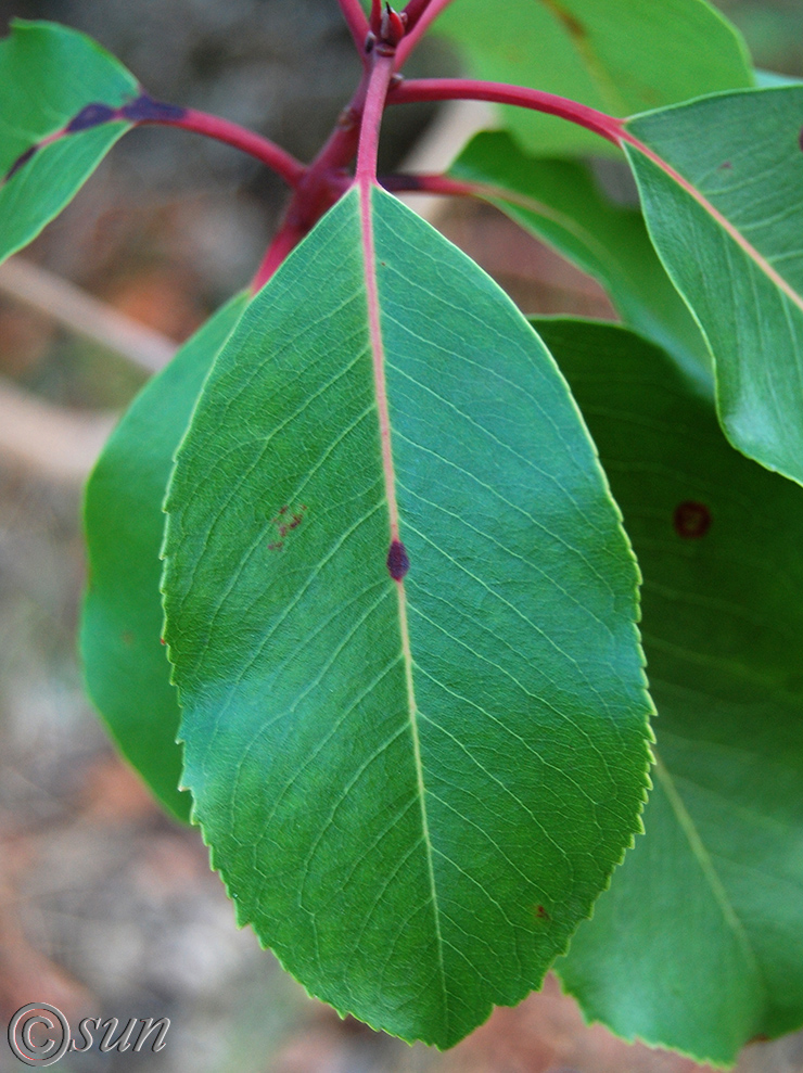 Изображение особи Arbutus andrachne.