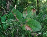 Psoralea bituminosa подвид pontica. Поражённый лист. Краснодарский край, Сочи, окр. с. Ахштырь, лес близ скалистого обрыва. 16.07.2015.