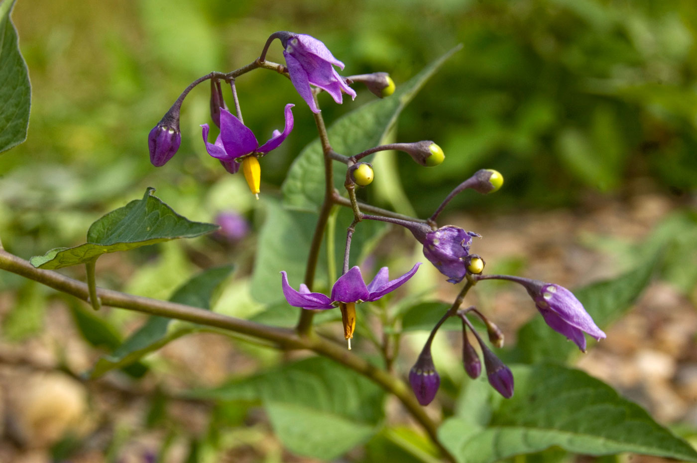 Изображение особи Solanum kitagawae.