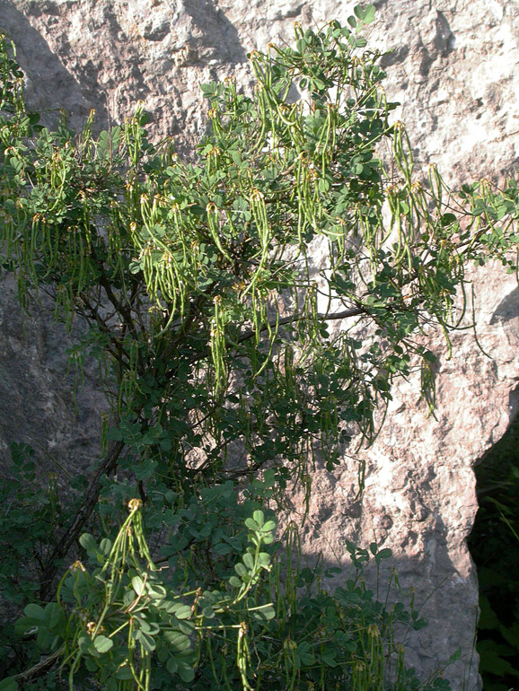 Изображение особи Hippocrepis emeroides.