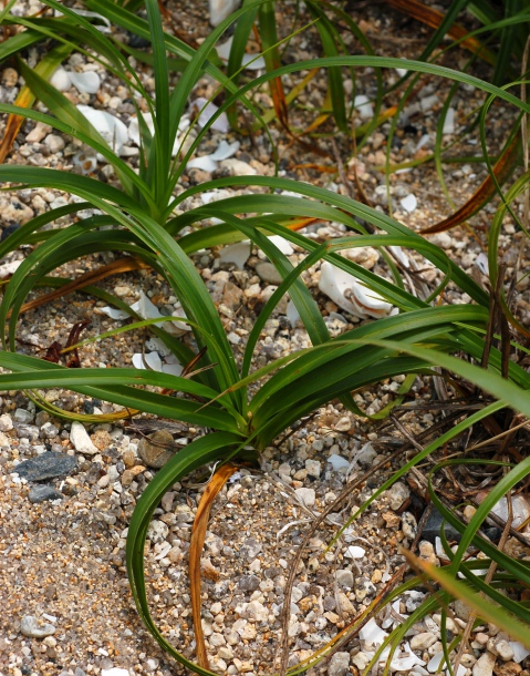 Изображение особи Carex kobomugi.