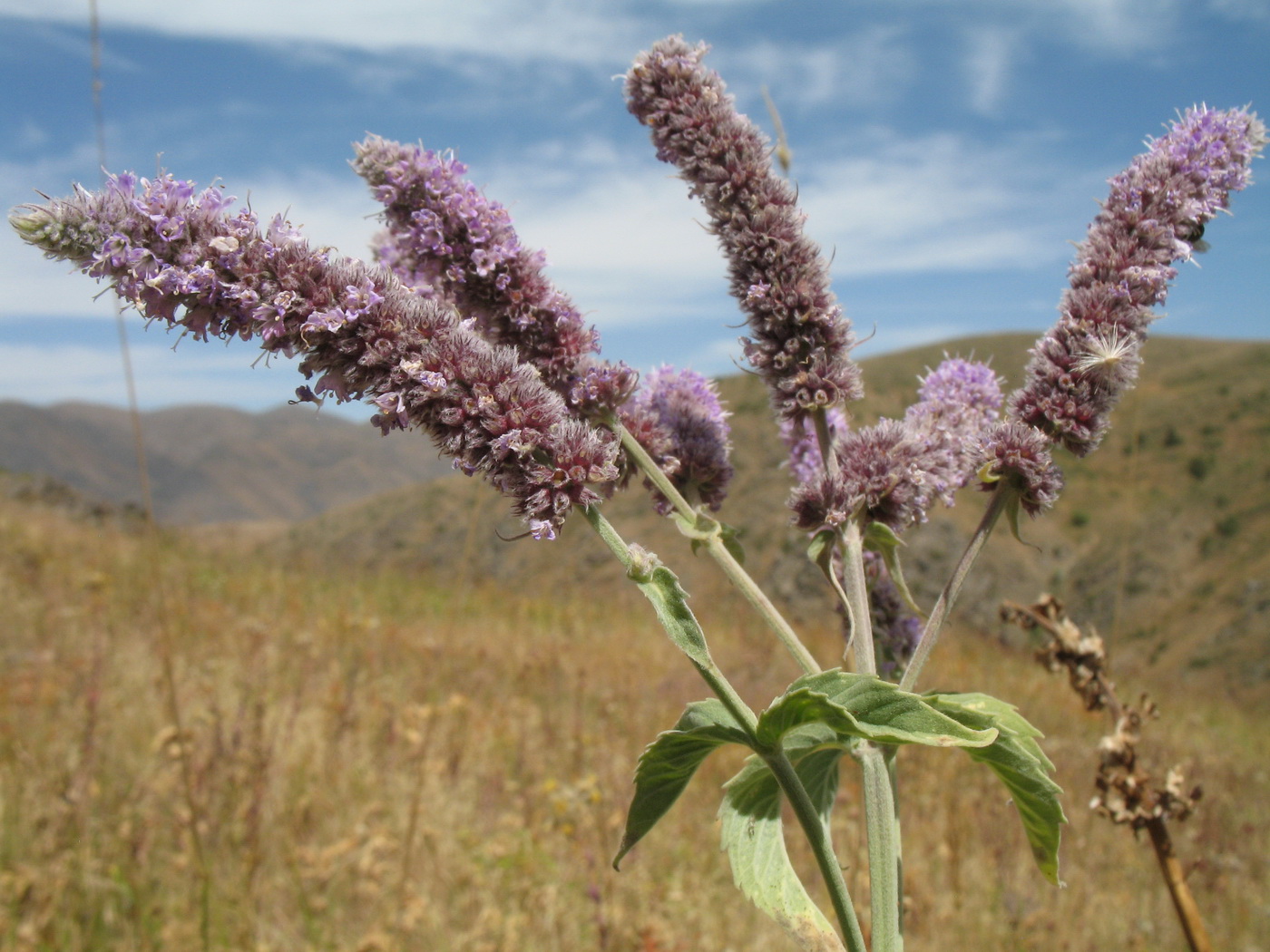 Image of Mentha asiatica specimen.