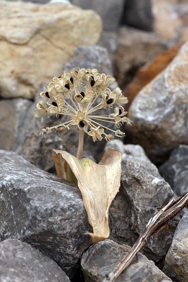 Image of Allium karataviense specimen.