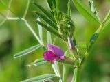 Vicia angustifolia. Часть побега с цветком. Иркутская обл., Иркутский р-н, окр. дер. Тайтурка, край поля. 09.07.2014.