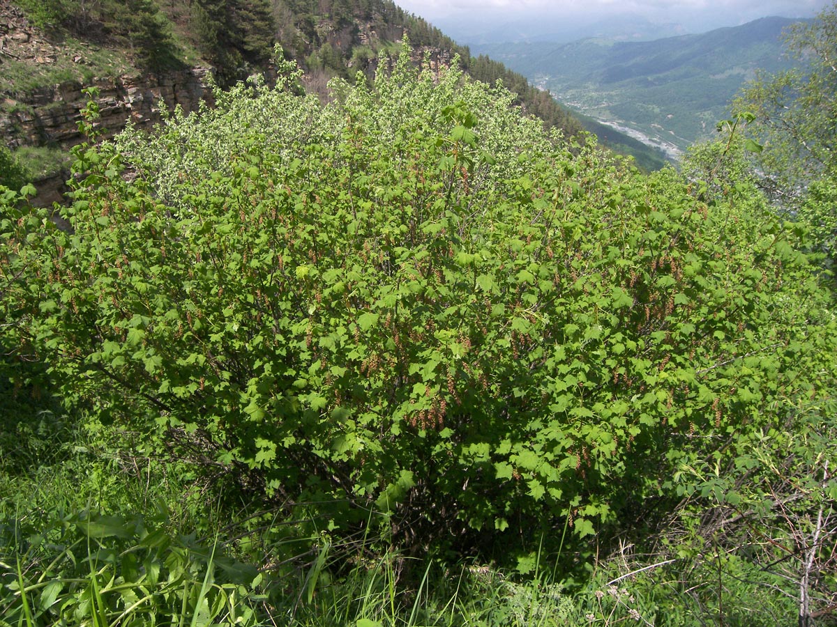 Image of Ribes biebersteinii specimen.