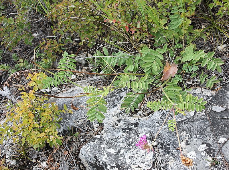 Image of Hedysarum gmelinii specimen.