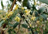 Clematis orientalis