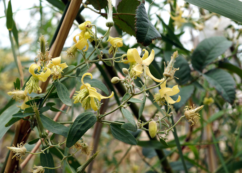 Image of Clematis orientalis specimen.