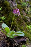 Bergenia crassifolia. Цветущее растение. Бурятия, Байкальский заповедник, средняя часть северного склона хр. Хамар-Дабан, долина р. Осиновка, темнохвойная тайга, валунный склон. 16.06.2014.