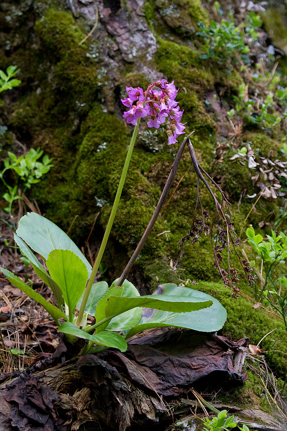 Image of Bergenia crassifolia specimen.