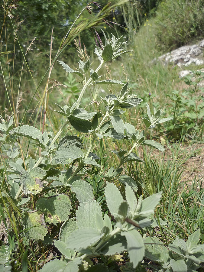 Изображение особи Marrubium praecox.