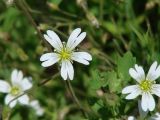 Cerastium subciliatum