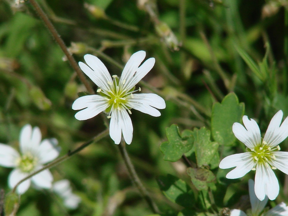 Image of Cerastium subciliatum specimen.