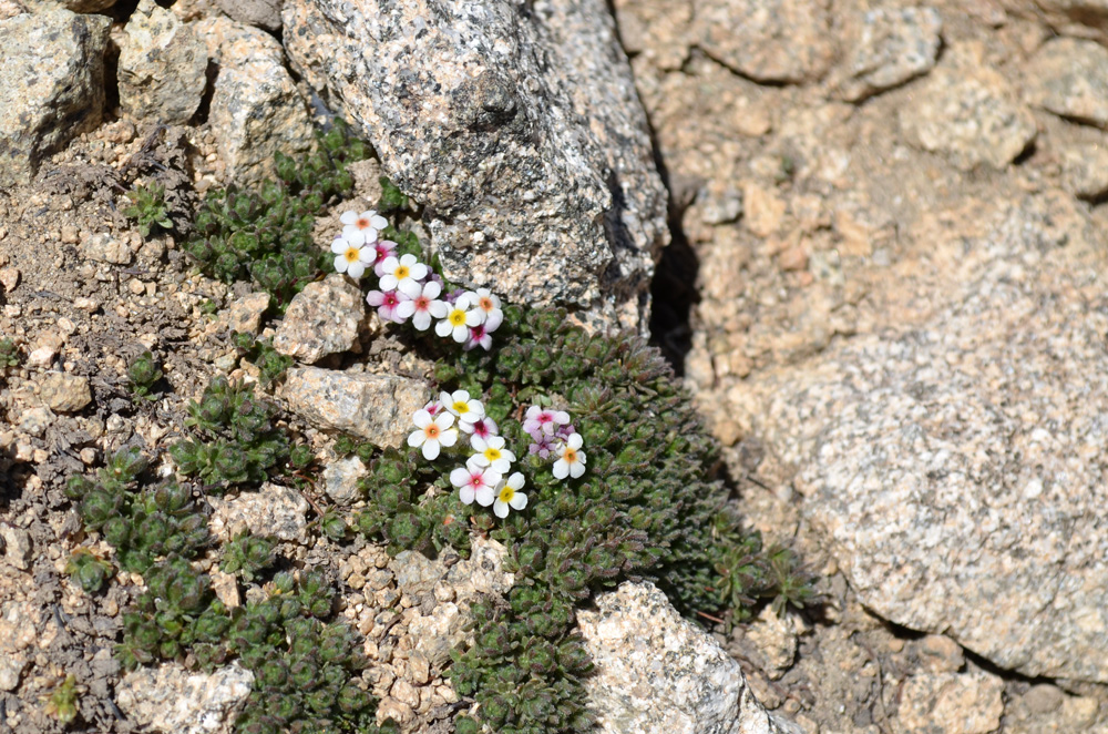 Image of genus Androsace specimen.