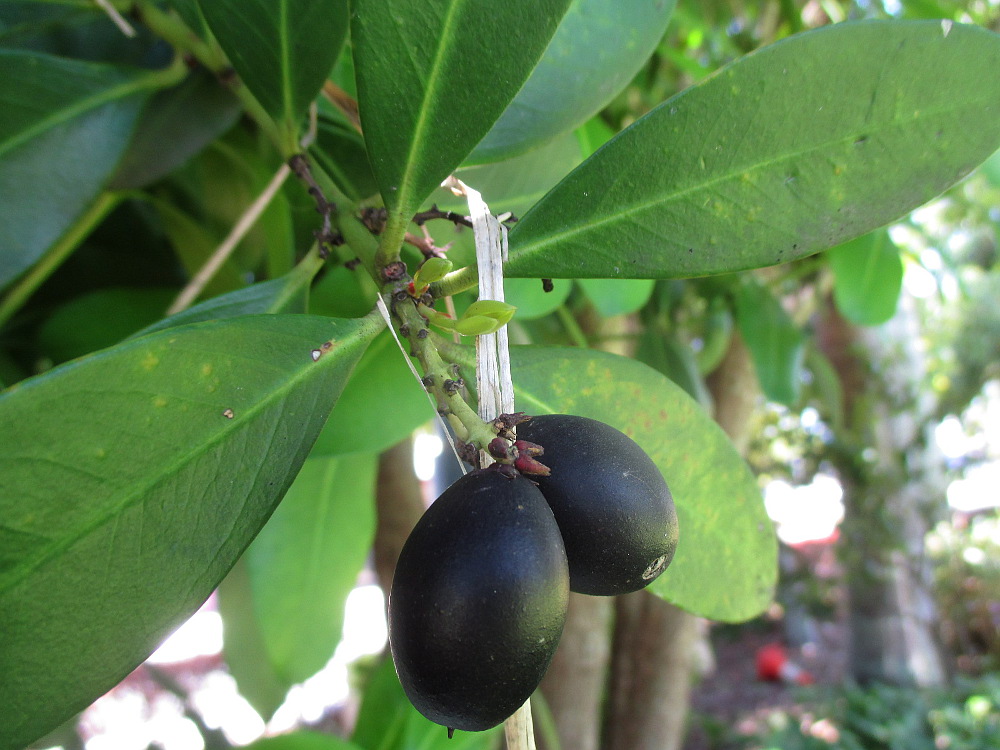 Изображение особи Acokanthera oblongifolia.