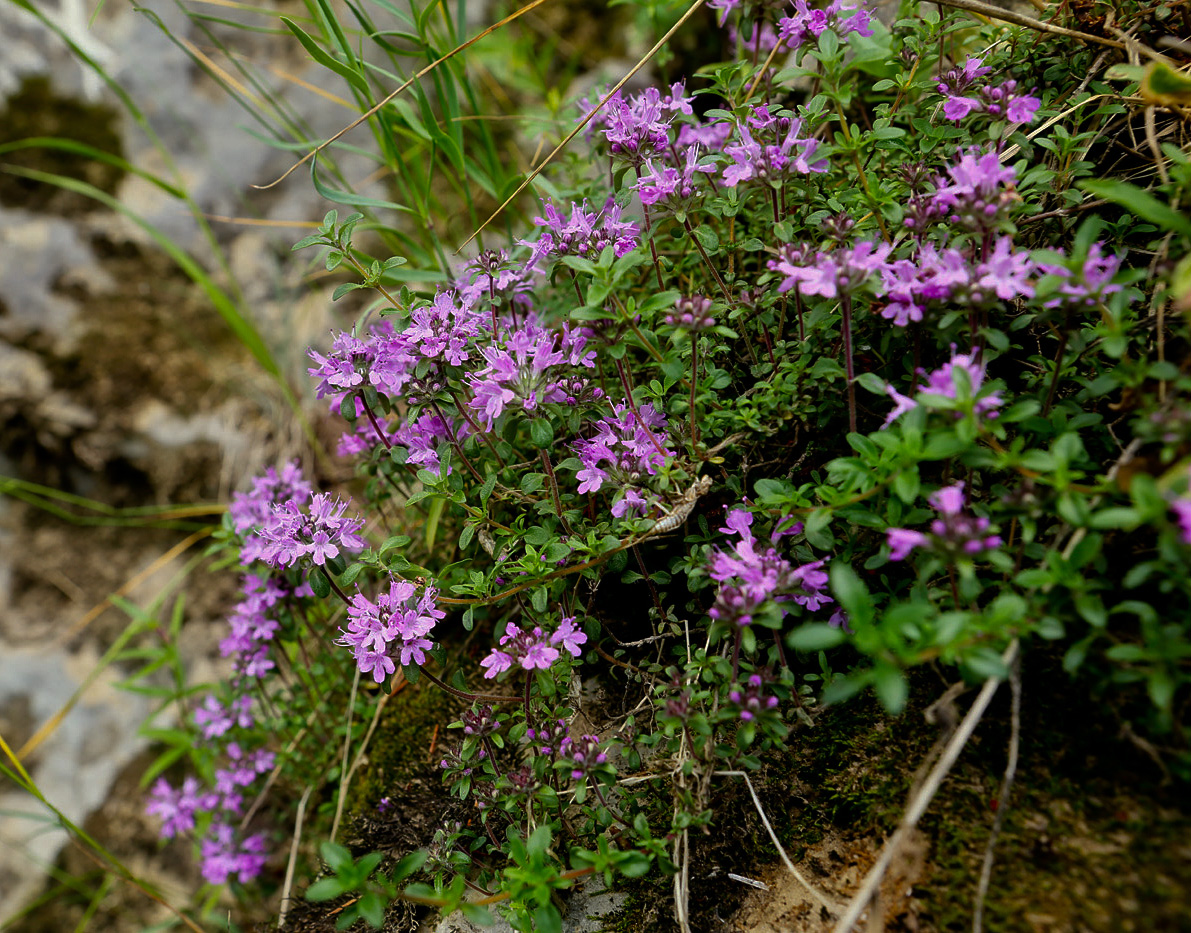 Изображение особи Thymus uralensis.