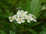 Crataegus pinnatifida