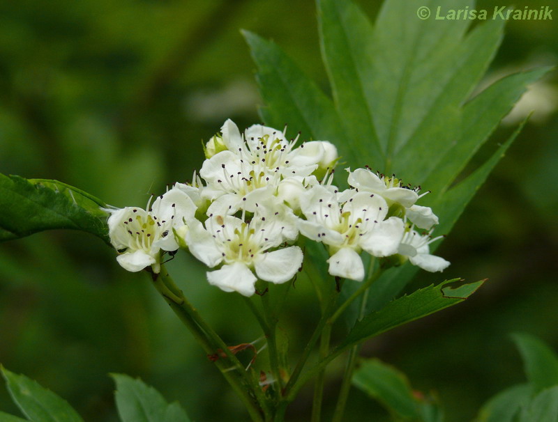 Image of Crataegus pinnatifida specimen.