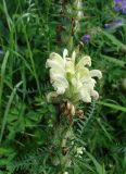 Pedicularis venusta