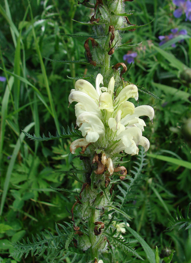 Изображение особи Pedicularis venusta.