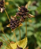 Bupleurum longifolium ssp. aureum