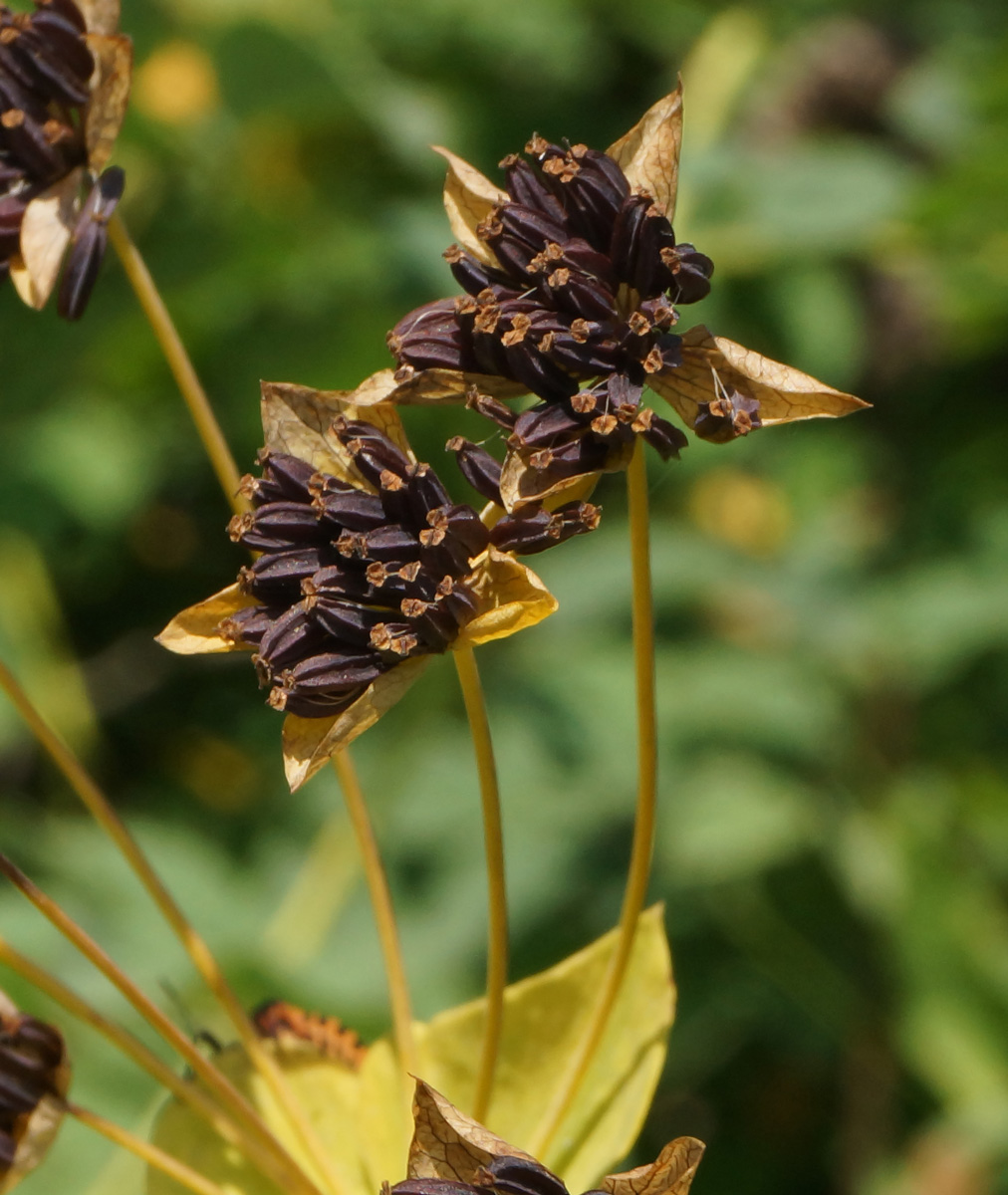 Изображение особи Bupleurum longifolium ssp. aureum.