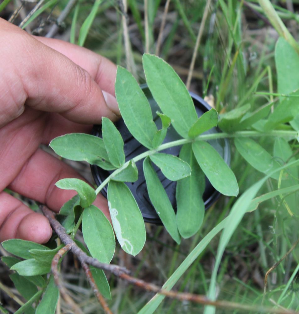 Image of Oxytropis tompudae specimen.