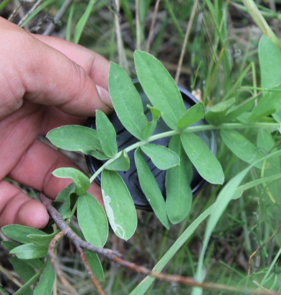 Изображение особи Oxytropis tompudae.