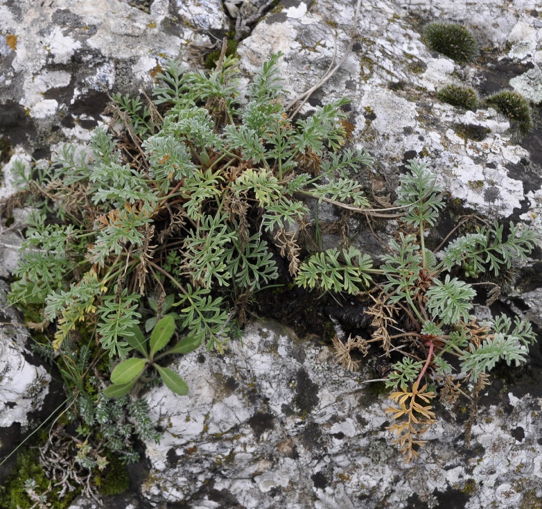 Изображение особи Erodium absinthoides.