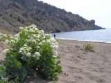 Crambe maritima