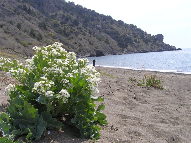 Image of Crambe maritima specimen.