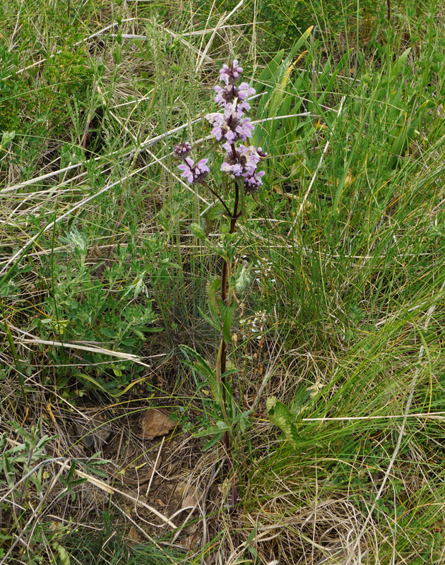 Image of Phlomoides tuberosa specimen.