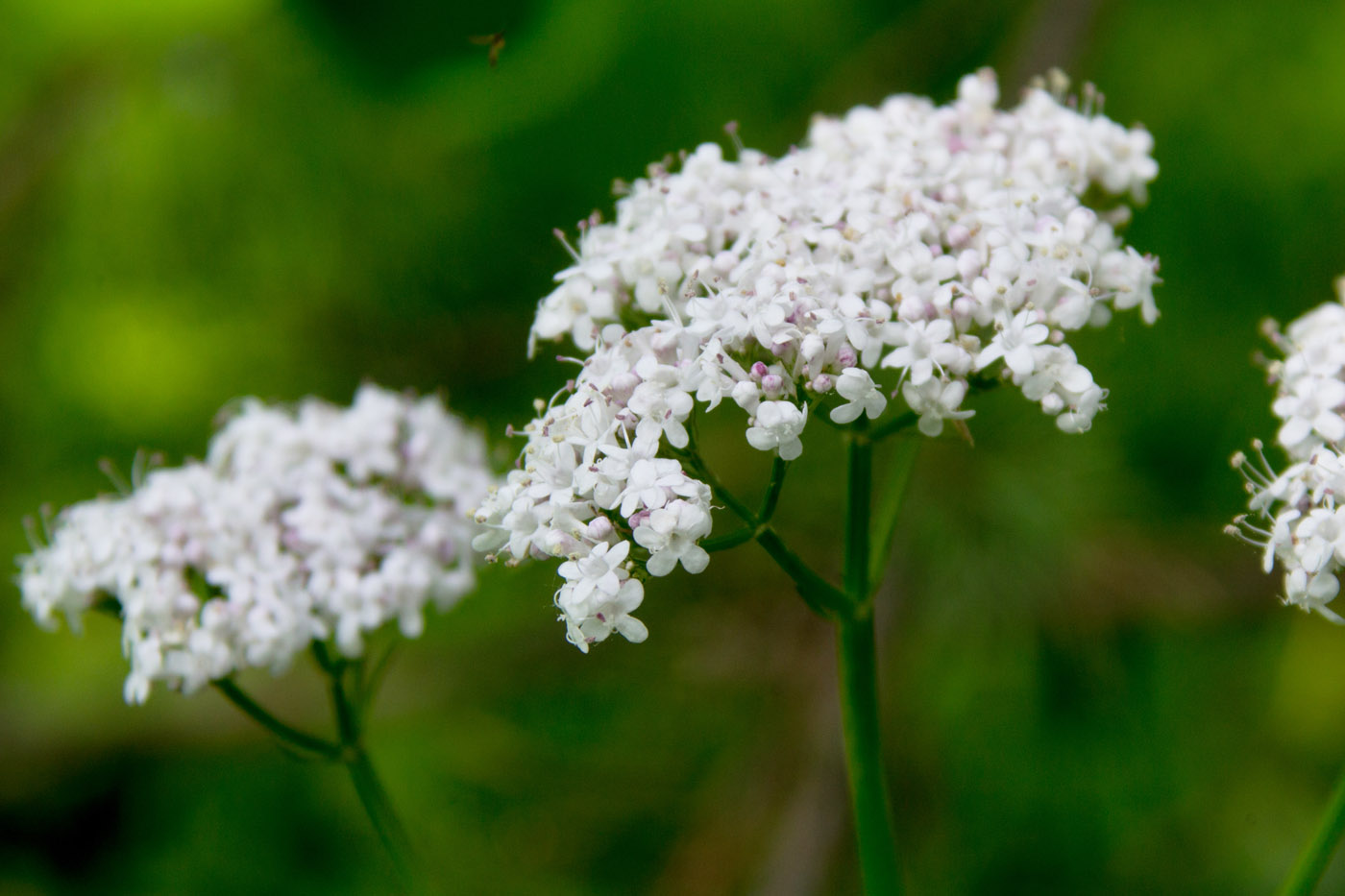 Изображение особи Valeriana officinalis.