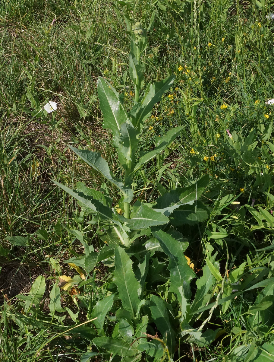 Изображение особи Sonchus arvensis ssp. uliginosus.