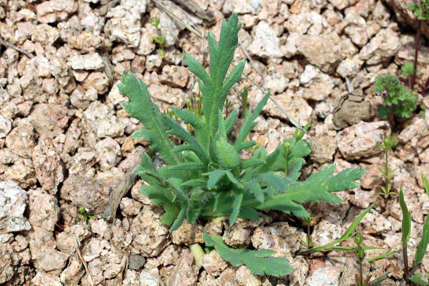 Image of Papaver litwinowii specimen.