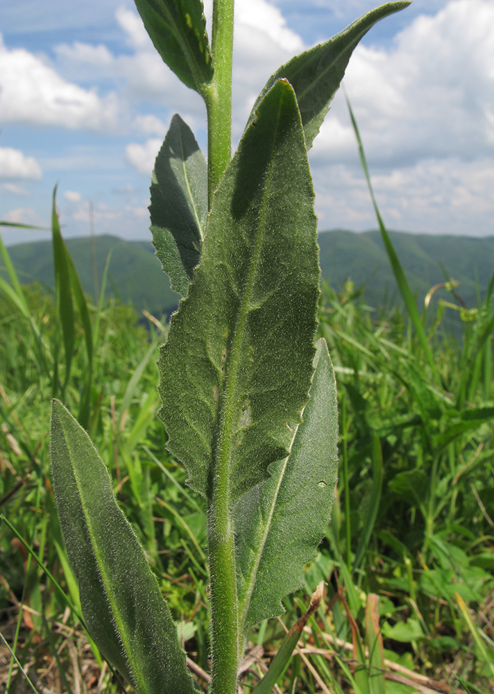 Image of Hesperis pseudocinerea specimen.