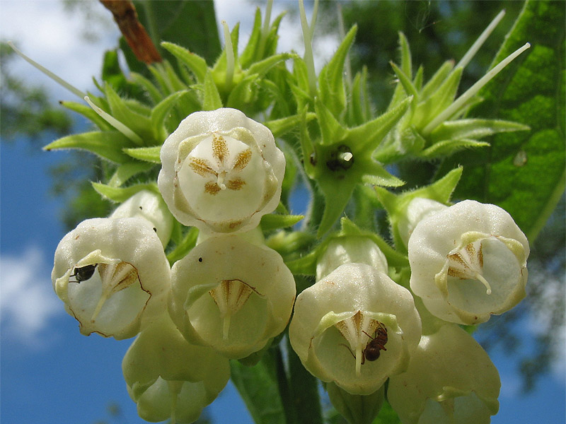 Image of Symphytum officinale specimen.