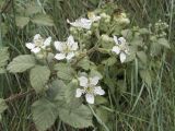 genus Rubus