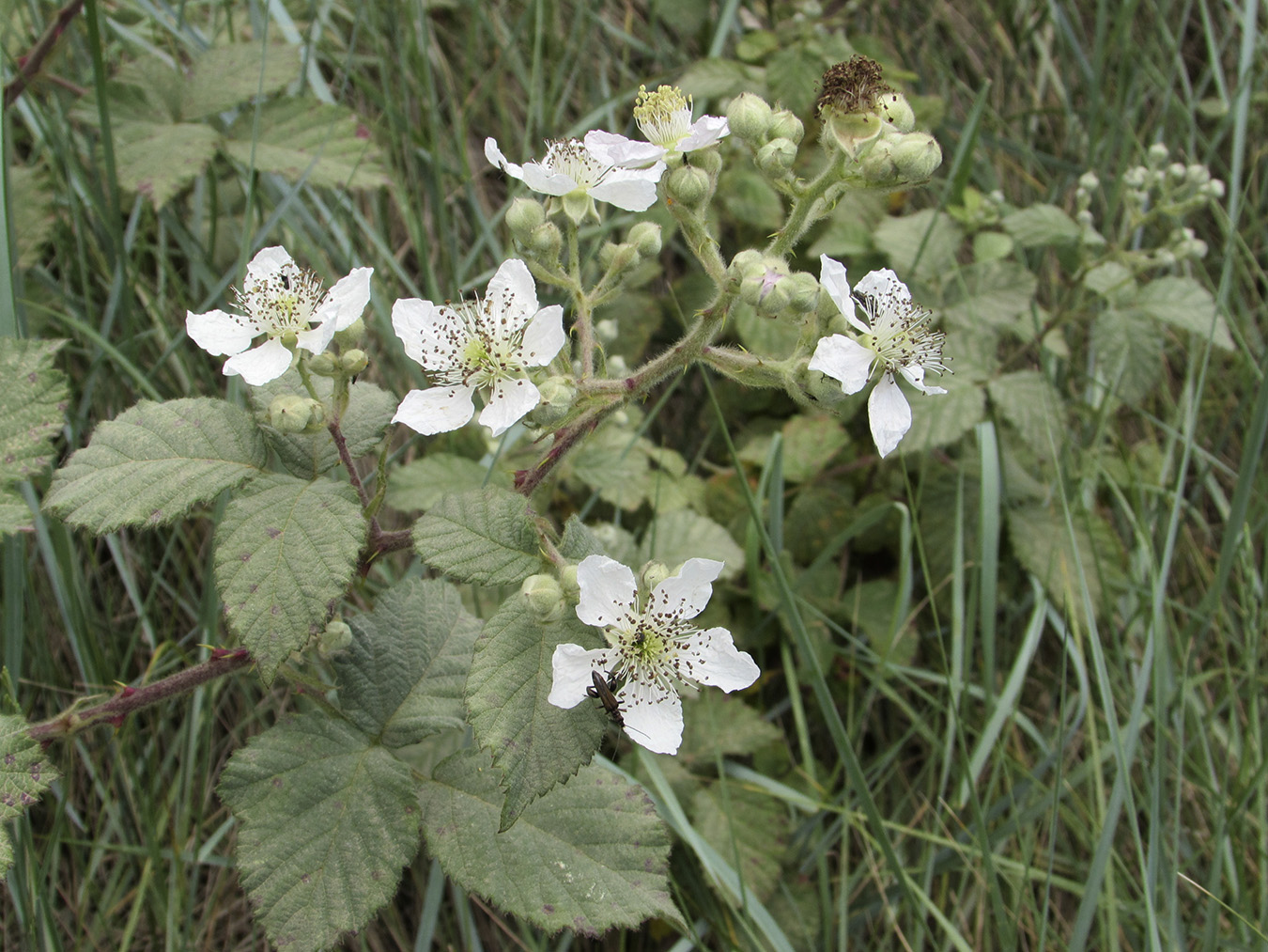 Изображение особи род Rubus.