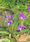 genus Viola. Цветущее растение. Владивосток, Ботанический сад-институт ДВО РАН. 18 мая 2016 г.