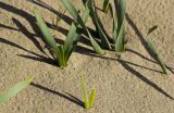 Pancratium maritimum