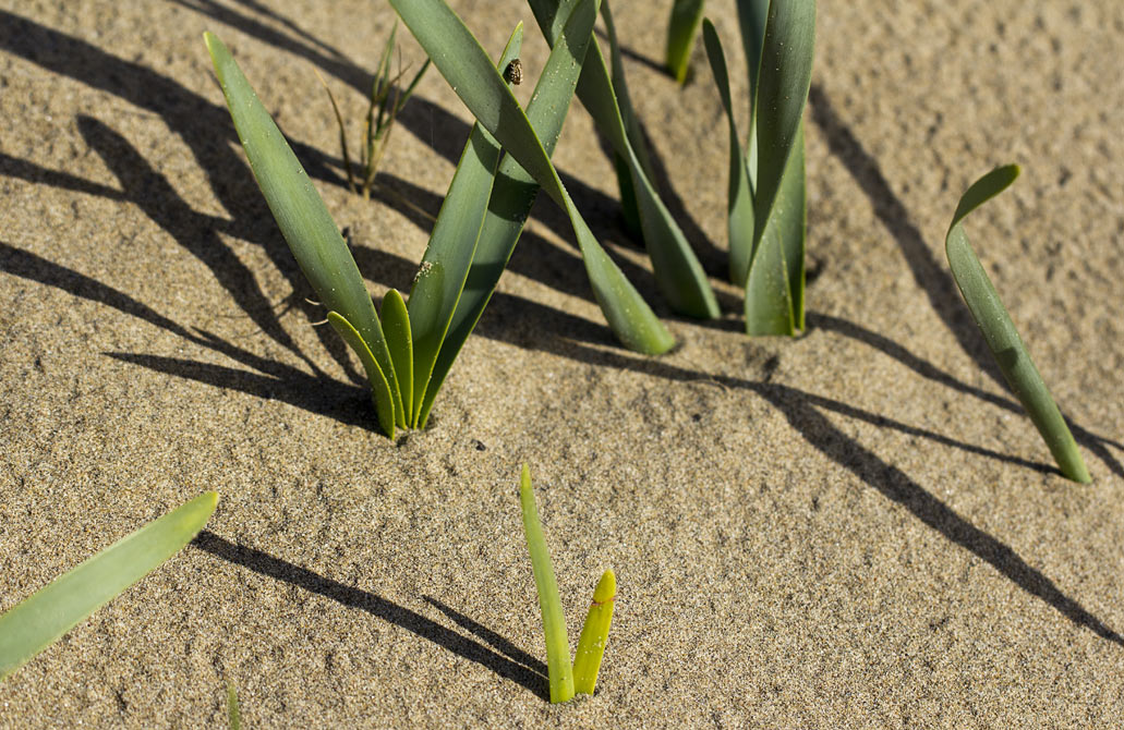 Image of Pancratium maritimum specimen.