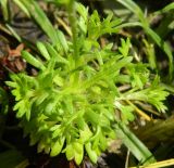 Saxifraga cespitosa