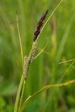 Carex acutiformis