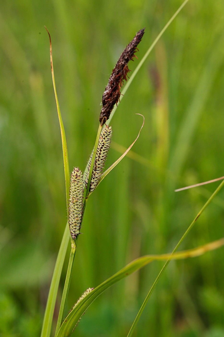 Изображение особи Carex acutiformis.