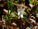 Anemone amurensis