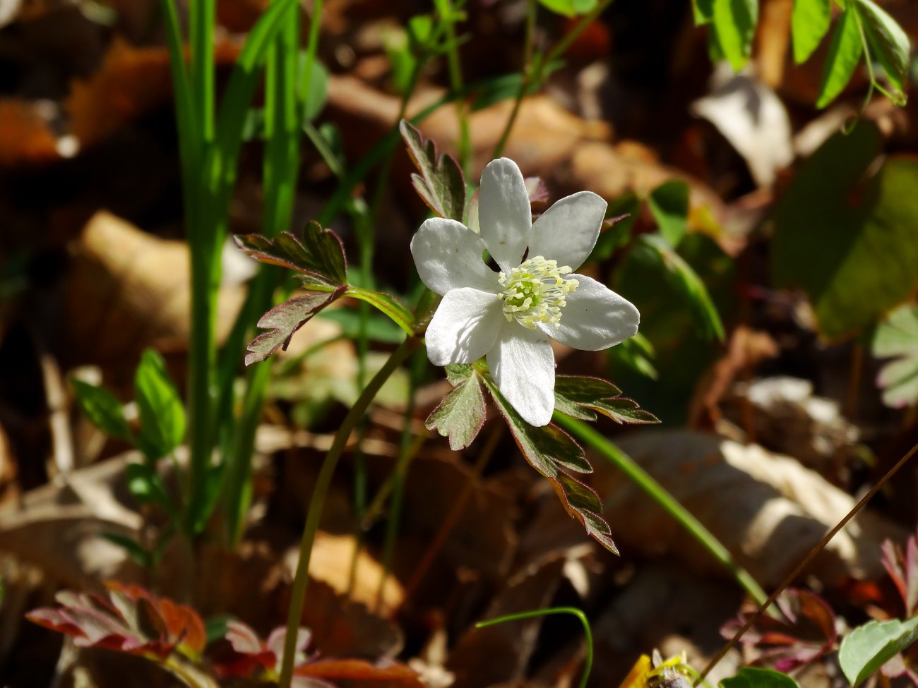 Изображение особи Anemone amurensis.